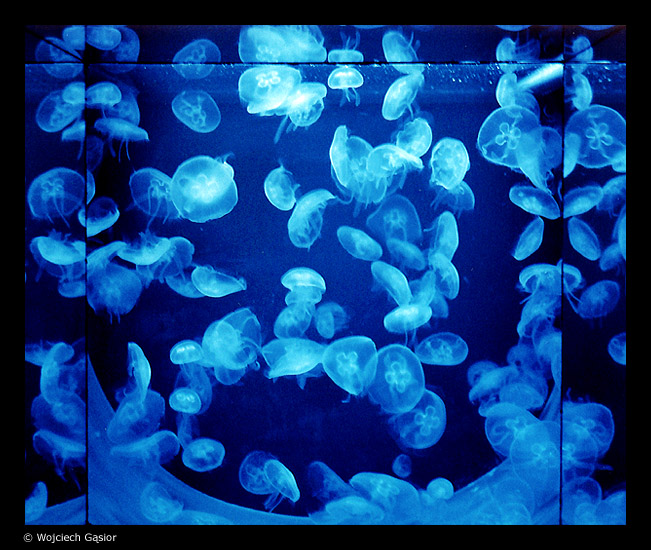 0611-37a.jpg
